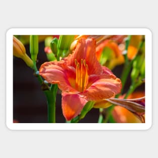 Regent Square Day Lily 2019 Sticker